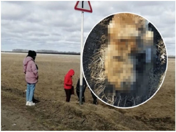 Под Куйбышевым жестоко убили четырех собак Под Куйбышевым жестоко убили четырех собак