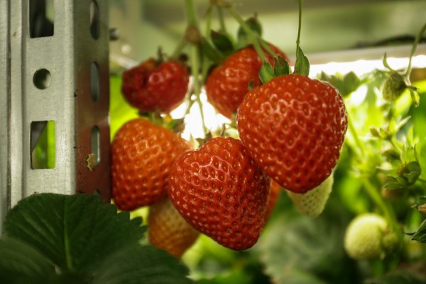 Как съедобные цветы и&nbsp;гигантская клубника растут в&nbsp;подвале Технопарка