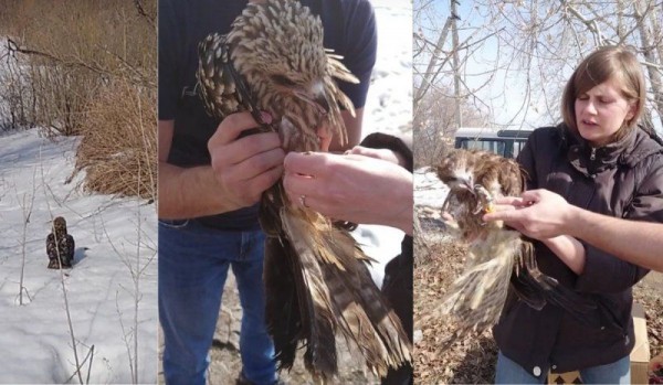 Новосибирцы выпустили на волю перезимовавших у них диких коршунов
