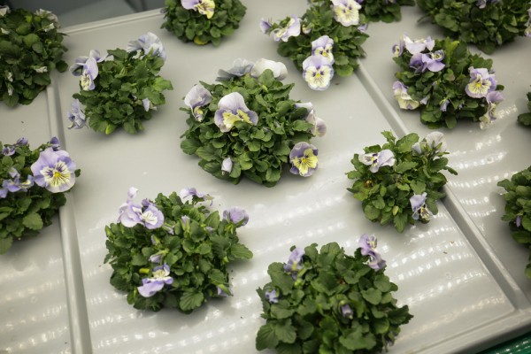 Как съедобные цветы и&nbsp;гигантская клубника растут в&nbsp;подвале Технопарка