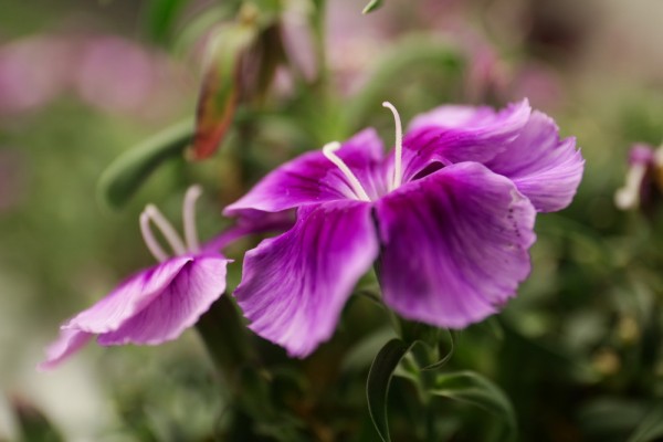 Как съедобные цветы и&nbsp;гигантская клубника растут в&nbsp;подвале Технопарка