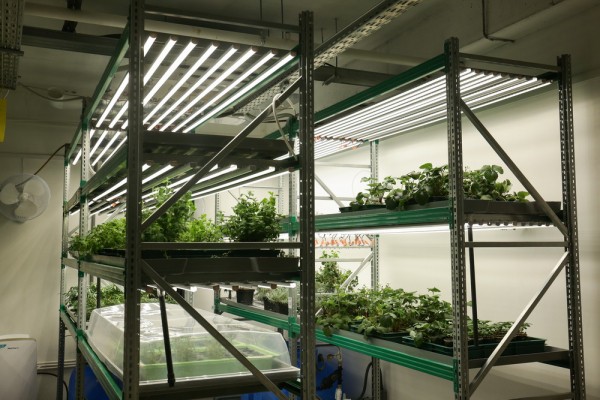 Как съедобные цветы и&nbsp;гигантская клубника растут в&nbsp;подвале Технопарка