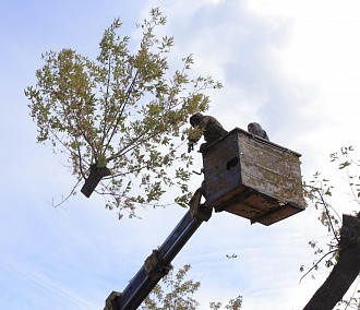 Понятный город: как зелёные инженеры возвращают природу в&nbsp;Новосибирск