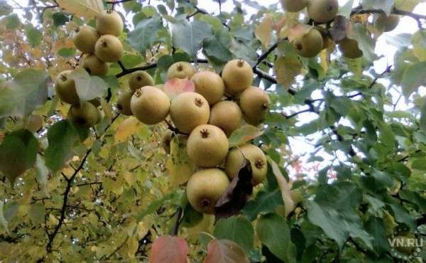 Дачные автобусы начинают ходить в Новосибирске — маршруты и сроки