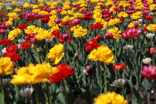 Понятный город: как зелёные инженеры возвращают природу в&nbsp;Новосибирск