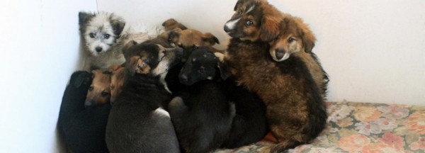 Место для нового собачьего приюта выбрали в Новосибирске Место для нового собачьего приюта выбрали в Новосибирске