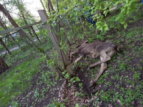 Отправился на первую миграцию и врезался в забор: волонтеры рассказали историю пострадавшего лосенка