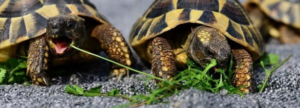 Всемирный день черепахи отметили в&nbsp;Новосибирском зоопарке