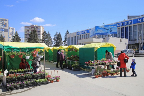 Петунии и&nbsp;плетёные ивы привезли на&nbsp;ярмарку возле ДК&nbsp;&laquo;Чкаловец&raquo;