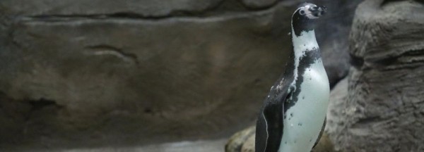 Если вы пропустили: попкорн из мальков, самокаты и пляж для пингвинов Если вы пропустили: попкорн из мальков, самокаты и пляж для пингвинов