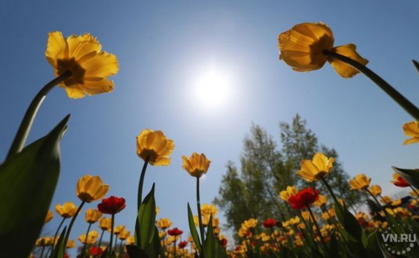 Жара до плюс 28 градусов придет в Новосибирск 16 мая