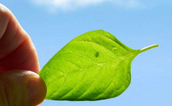 Симптомы клещевого энцефалита &ndash; что болит и как лечиться