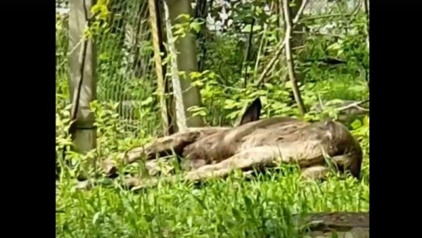 По Академгородку целый день бегает лось