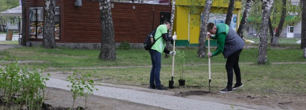 50&nbsp;кустов сирени высадили у&nbsp;ДК&nbsp;&laquo;Сибтекстильмаш&raquo; в&nbsp;Новосибирске