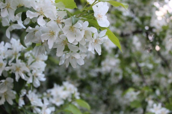 В Новосибирск лето придет на день раньше: неделя начнется с 32-градусной жары В Новосибирск лето придет на день раньше: неделя начнется с 32-градусной жары