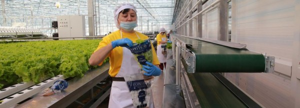 Новосибирский комбинат выращивает 30&nbsp;видов салата