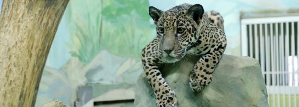 Электропастухи будут охранять животных в&nbsp;Новосибирском зоопарке