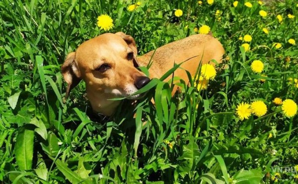 Мэрия запретила собакам гадить на кладбищах Новосибирска