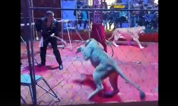 Под Новосибирском на дрессировщика частного цирка напала львица