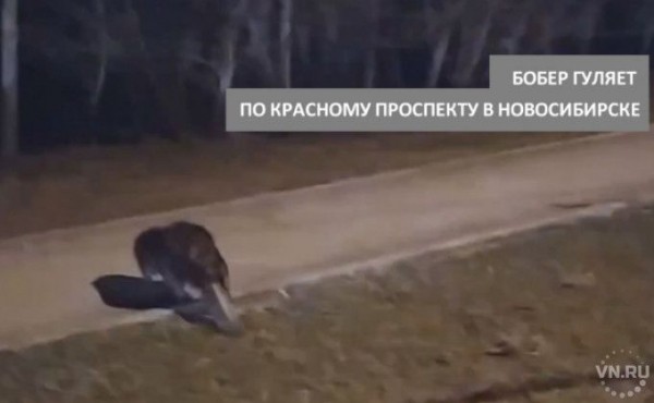 Спас бобра на оживленной трассе таксист в Новосибирске Спас бобра на оживленной трассе таксист в Новосибирске