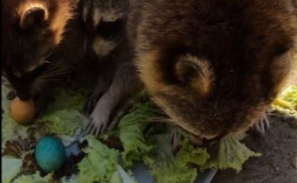 Новосибирский зоопарк накормил енотов пасхальными яйцами