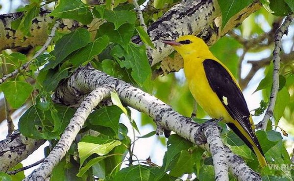 Птицы-невидимки прилетели в Новосибирск