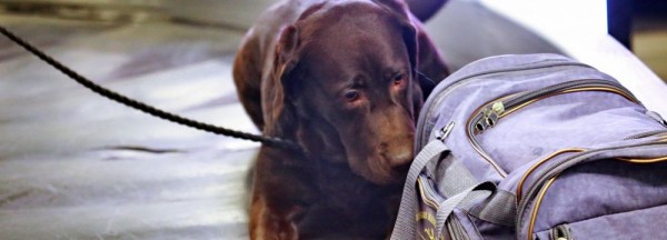 Лучшие собаки таможенников ищут запах наркотиков в&nbsp;Новосибирске