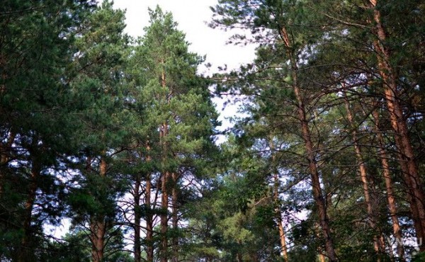 Охранная зона Заельцовского бора: будут ли ограничения для жителей и бизнеса