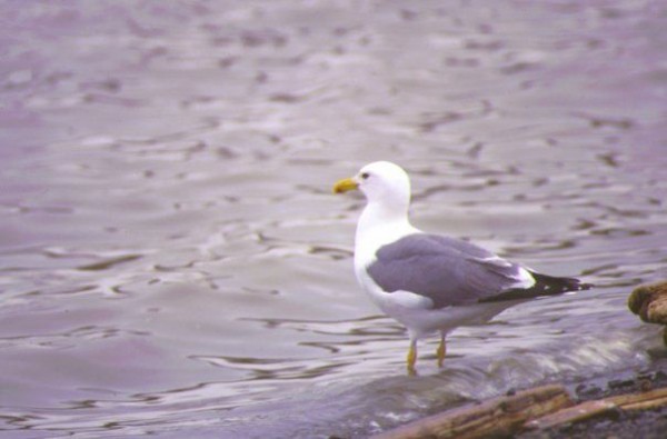 В Норильске продолжат следить за акваториями, где произошёл разлив топлива