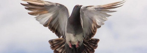 Голубиный сквер хотят разбить на&nbsp;крышах погребов в&nbsp;Новосибирске