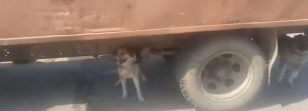 Старик с собаками и кошками застрял в Новосибирске по дороге в Донецк