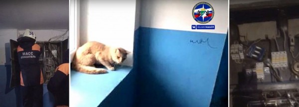 Разъярённую кошку вытащили из электрощитка в Новосибирске Разъярённую кошку вытащили из электрощитка в Новосибирске