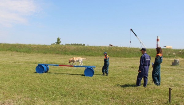 Острое чутье и отличный слух: четвероногие спасатели получают допуск к участию в поисках