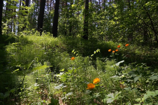 Ещё одну особо охраняемую территорию хотят создать новосибирские депутаты в Советском районе