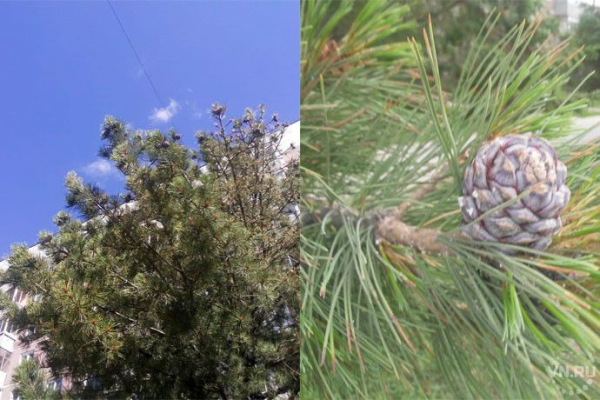 Шишки появились на кедрах в Академгородке Шишки появились на кедрах в Академгородке