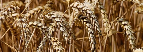 Новосибирский чат-бот по&nbsp;фотографиям ставит диагнозы пшенице