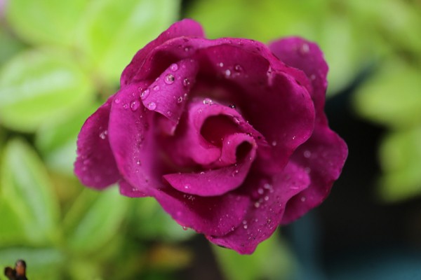 Тысячу неприхотливых роз высадили в&nbsp;Берёзовой роще