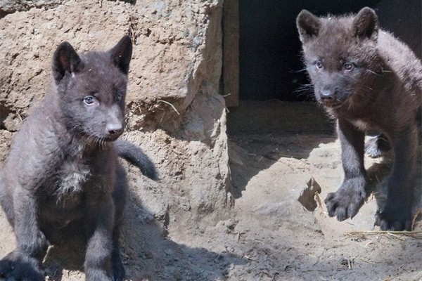 Угольно-черные волчата родились в Новосибирском зоопарке