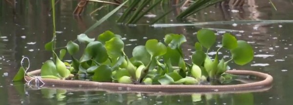 Гиацинты помогут очистить воду в&nbsp;пруду с&nbsp;утками в&nbsp;Академгородке