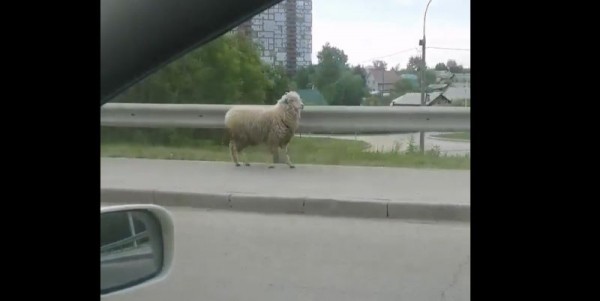 «Единственный нормальный» баран был замечен на Димитровском мосту «Единственный нормальный» баран был замечен на Димитровском мосту