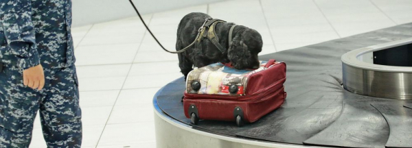 Таможенники не&nbsp;дали американской моли съесть сибирские томаты