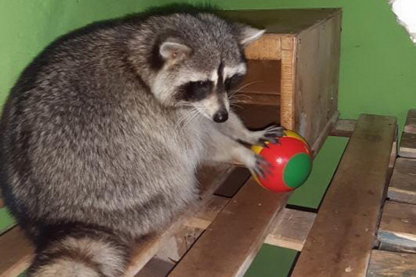 Зверьё моё: 10&nbsp;животных из&nbsp;Новосибирска, у&nbsp;которых есть свой Instagram