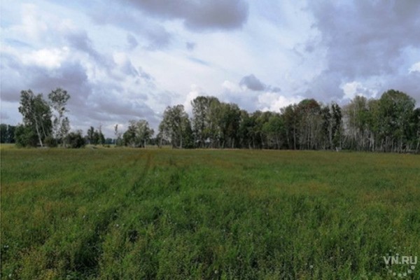 Берез и осин на три миллиона нарубил в лесу житель Новосибирской области