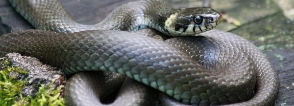 Новосибирская неделя: дополнительный ремонт дорог, парк у&nbsp;ЛДС и&nbsp;яд&nbsp;гадюк