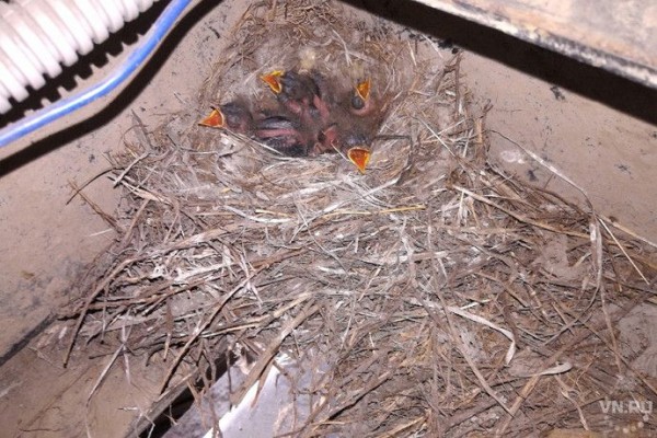 Трясогузки вывели птенцов под прицепом и летают следом за &laquo;КАМАЗом&raquo;