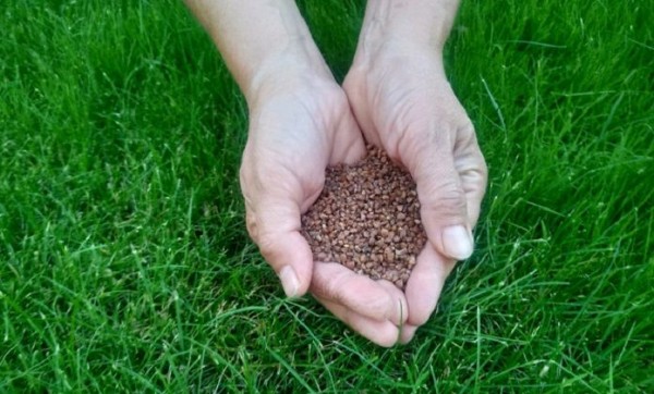 Производители гречки в Алтайском крае приостановили работу из-за отсутствия экспорта Производители гречки в Алтайском крае приостановили работу из-за отсутствия экспорта