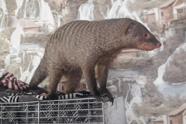 Зверьё моё: 10&nbsp;животных из&nbsp;Новосибирска, у&nbsp;которых есть свой Instagram