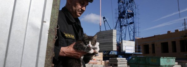 Грустных котов со&nbsp;сложной судьбой привезут на&nbsp;выставку у&nbsp;&laquo;Меги&raquo;