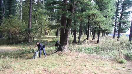 
Заготовка кедрового ореха в Томской области начнется 20 августа
