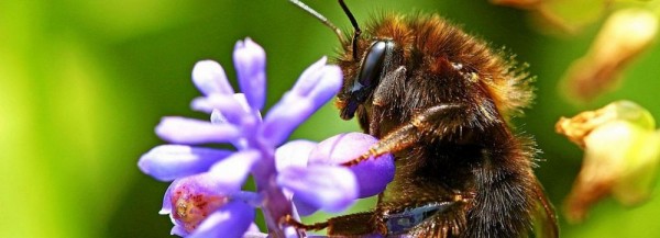 Если вы пропустили: дом-амбар, инкубатор шмелей и 40 новых автобусов